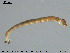  ( - EBAI-Ch062)  @12 [ ] CreativeCommons - Attribution Non-Commercial Share-Alike (2016) NTNU University Museum, Department of Natural History NTNU University Museum, Department of Natural History