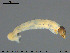  ( - EBAI-Ch065)  @12 [ ] CreativeCommons - Attribution Non-Commercial Share-Alike (2016) NTNU University Museum, Department of Natural History NTNU University Museum, Department of Natural History