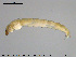  ( - EBAI-Ch071)  @12 [ ] CreativeCommons - Attribution Non-Commercial Share-Alike (2016) NTNU University Museum, Department of Natural History NTNU University Museum, Department of Natural History