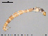  ( - EBAI-Ch076)  @11 [ ] CreativeCommons - Attribution Non-Commercial Share-Alike (2016) NTNU University Museum, Department of Natural History NTNU University Museum, Department of Natural History