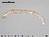  ( - EBAI-Ch080)  @11 [ ] CreativeCommons - Attribution Non-Commercial Share-Alike (2016) NTNU University Museum, Department of Natural History NTNU University Museum, Department of Natural History