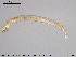  ( - EBAI-Ch081)  @11 [ ] CreativeCommons - Attribution Non-Commercial Share-Alike (2016) NTNU University Museum, Department of Natural History NTNU University Museum, Department of Natural History