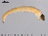  ( - EBAI-Ch088)  @12 [ ] CreativeCommons - Attribution Non-Commercial Share-Alike (2016) NTNU University Museum, Department of Natural History NTNU University Museum, Department of Natural History