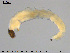  ( - EBAI-Ch091)  @12 [ ] CreativeCommons - Attribution Non-Commercial Share-Alike (2016) NTNU University Museum, Department of Natural History NTNU University Museum, Department of Natural History