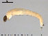  ( - EBAI-Ch092)  @12 [ ] CreativeCommons - Attribution Non-Commercial Share-Alike (2016) NTNU University Museum, Department of Natural History NTNU University Museum, Department of Natural History