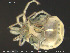  (Sperchon brevirostris - EBAI-Hyd02)  @13 [ ] Creative Commons  Attribution Non-Commercial Share-Alike (2016) NTNU University Museum, Department of Natural History NTNU University Museum, Department of Natural History