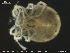  (Sperchon glandulosus - EBAI-Hyd08)  @13 [ ] Creative Commons  Attribution Non-Commercial Share-Alike (2016) NTNU University Museum, Department of Natural History NTNU University Museum, Department of Natural History