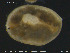  ( - EBAI-Hyd17)  @12 [ ] Creative Commons  Attribution Non-Commercial Share-Alike (2016) NTNU University Museum, Department of Natural History NTNU University Museum, Department of Natural History