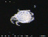  (Halacaridae - EBAI-Hyd21)  @12 [ ] Creative Commons  Attribution Non-Commercial Share-Alike (2016) NTNU University Museum, Department of Natural History NTNU University Museum, Department of Natural History