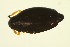  ( - BIOUG01003-F08)  @13 [ ] CreativeCommons - Attribution (2010) CBG Photography Group Centre for Biodiversity Genomics