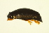  ( - BIOUG01003-G07)  @13 [ ] CreativeCommons - Attribution (2010) CBG Photography Group Centre for Biodiversity Genomics