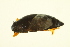  ( - BIOUG01005-B08)  @13 [ ] CreativeCommons - Attribution (2010) CBG Photography Group Centre for Biodiversity Genomics