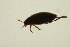  ( - BIOUG01006-A01)  @12 [ ] CreativeCommons - Attribution (2010) CBG Photography Group Centre for Biodiversity Genomics