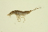  ( - BIOUG01007-F05)  @13 [ ] CreativeCommons - Attribution (2010) CBG Photography Group Centre for Biodiversity Genomics
