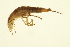  ( - BIOUG01312-D11)  @12 [ ] CreativeCommons - Attribution (2010) CBG Photography Group Centre for Biodiversity Genomics