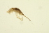  ( - BIOUG01313-F10)  @13 [ ] CreativeCommons - Attribution (2010) CBG Photography Group Centre for Biodiversity Genomics
