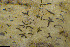  ( - BGE_00281_F01)  @11 [ ] CreativeCommons Attribution NonCommercial ShareAlike (2025) Olivia Gray Royal Botanic Garden, Edinburgh