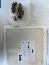  (Microcalicium ahlneri - BGE_00281_F02)  @11 [ ] CreativeCommons Attribution NonCommercial ShareAlike (2025) Dylan Stephens Royal Botanic Garden, Edinburgh