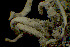 ( - BGE_00281_F08)  @11 [ ] CreativeCommons Attribution NonCommercial ShareAlike (2025) Olivia Gray Royal Botanic Garden, Edinburgh