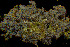  ( - BGE_00281_F10)  @11 [ ] CreativeCommons Attribution NonCommercial ShareAlike (2025) Olivia Gray Royal Botanic Garden, Edinburgh