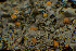  ( - BGE_00281_F12)  @11 [ ] CreativeCommons Attribution NonCommercial ShareAlike (2025) Olivia Gray Royal Botanic Garden, Edinburgh