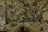  ( - BGE_00281_G01)  @11 [ ] CreativeCommons Attribution NonCommercial ShareAlike (2025) Olivia Gray Royal Botanic Garden, Edinburgh