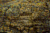  ( - BGE_00281_G03)  @11 [ ] CreativeCommons Attribution NonCommercial ShareAlike (2025) Olivia Gray Royal Botanic Garden, Edinburgh