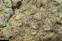  ( - BGE_00281_G08)  @11 [ ] CreativeCommons Attribution NonCommercial ShareAlike (2025) Olivia Gray Royal Botanic Garden, Edinburgh