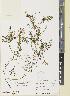 ( - BGE_00278_G01)  @11 [ ] CC BY 4.0 (2018) Unspecified Royal Botanic Garden, Edinburgh