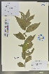  (Glochidion triandrum - Ge02012)  @11 [ ] CreativeCommons  Attribution Non-Commercial Share-Alike  Unspecified Herbarium of South China Botanical Garden