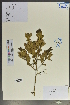  (Myrica nana - Ge02041)  @11 [ ] CreativeCommons  Attribution Non-Commercial Share-Alike  Unspecified Herbarium of South China Botanical Garden