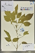 (Vitex canescens - Ge02052)  @11 [ ] CreativeCommons  Attribution Non-Commercial Share-Alike  Unspecified Herbarium of South China Botanical Garden