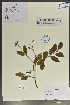 (Ligustrum delavayanum - Ge02055)  @11 [ ] CreativeCommons  Attribution Non-Commercial Share-Alike  Unspecified Herbarium of South China Botanical Garden
