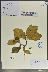  (Sorbus megalocarpa - Ge02057)  @11 [ ] CreativeCommons  Attribution Non-Commercial Share-Alike  Unspecified Herbarium of South China Botanical Garden