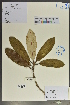  (Rhododendron argyrophyllum var. nankingense - Ge02059)  @11 [ ] CreativeCommons  Attribution Non-Commercial Share-Alike  Unspecified Herbarium of South China Botanical Garden