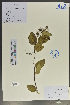 (Spiraea kweichowensis - Ge02065)  @11 [ ] CreativeCommons  Attribution Non-Commercial Share-Alike  Unspecified Herbarium of South China Botanical Garden