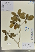  (Rhododendron leishanicum - Ge02066)  @11 [ ] CreativeCommons  Attribution Non-Commercial Share-Alike  Unspecified Herbarium of South China Botanical Garden