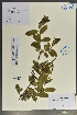 (Salix wallichiana - Ge02096)  @11 [ ] CreativeCommons  Attribution Non-Commercial Share-Alike  Unspecified Herbarium of South China Botanical Garden