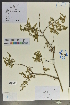  ( - Ge02111)  @11 [ ] CreativeCommons  Attribution Non-Commercial Share-Alike  Unspecified Herbarium of South China Botanical Garden