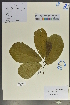  (Bridelia retusa - Ge02117)  @11 [ ] CreativeCommons  Attribution Non-Commercial Share-Alike  Unspecified Herbarium of South China Botanical Garden