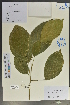  (Cleidion - Ge02128)  @11 [ ] CreativeCommons  Attribution Non-Commercial Share-Alike  Unspecified Herbarium of South China Botanical Garden