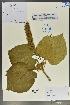  (Mallotus oreophilus - Ge02161)  @11 [ ] CreativeCommons  Attribution Non-Commercial Share-Alike  Unspecified Herbarium of South China Botanical Garden
