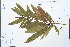  (Elaeocarpus hainanensis - Ge02209)  @11 [ ] CreativeCommons  Attribution Non-Commercial Share-Alike  Unspecified Herbarium of South China Botanical Garden