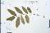  (Bridelia balansae - Ge02213)  @11 [ ] CreativeCommons  Attribution Non-Commercial Share-Alike  Unspecified Herbarium of South China Botanical Garden