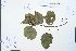  (Mallotus repandus var. chrysocarpus - Ge02223)  @11 [ ] CreativeCommons  Attribution Non-Commercial Share-Alike  Unspecified Herbarium of South China Botanical Garden