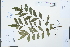  (Zanthoxylum avicennae - Ge02227)  @11 [ ] CreativeCommons  Attribution Non-Commercial Share-Alike  Unspecified Herbarium of South China Botanical Garden