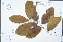 ( - Ge02251)  @11 [ ] CreativeCommons  Attribution Non-Commercial Share-Alike  Unspecified Herbarium of South China Botanical Garden