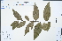  (Sauropus - Ge02256)  @11 [ ] CreativeCommons  Attribution Non-Commercial Share-Alike  Unspecified Herbarium of South China Botanical Garden
