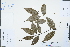  ( - Ge02304)  @11 [ ] CreativeCommons  Attribution Non-Commercial Share-Alike  Unspecified Herbarium of South China Botanical Garden