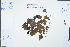  ( - Ge02305)  @11 [ ] CreativeCommons  Attribution Non-Commercial Share-Alike  Unspecified Herbarium of South China Botanical Garden